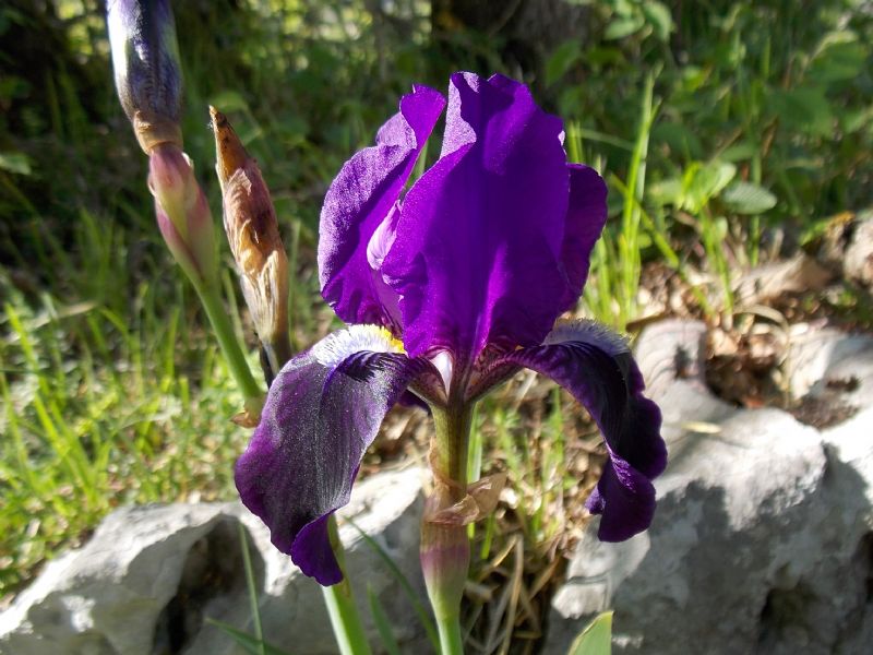 Iris da determinare.